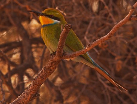 Swallow-tailed Bee-eater (Merops hirundineus) photographed in the Kgaligadi Transfrontier Park, Southern Africa.