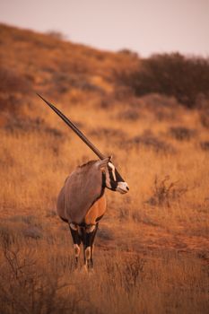 Oryx / Gemsbok (Oryx gazella) photographed in the Kgaligadi Transfrontier Park in Southern Africa (IMG 5093)