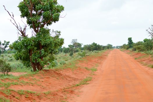 Red earthen track in East Tsavo Park, Kenya
