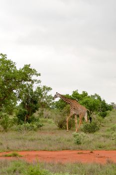 Giraffe in the savanna of East Tsavo Park in Kenya