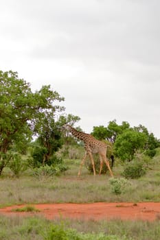 Giraffe in the savanna of East Tsavo Park in Kenya