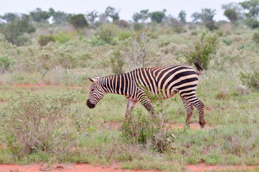 A zebra grazing in the savannah of Tsavo park is at Ken