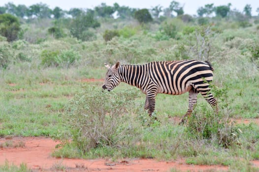 A zebra grazing in the savannah of Tsavo park is at Ken