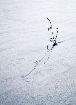 seasonal background long shadow on grass snow