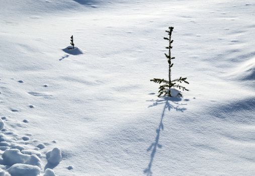 seasonal background two small snowy trees