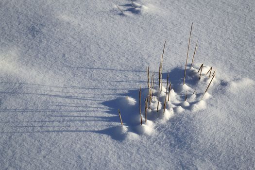 seasonal background snow covered dry grass