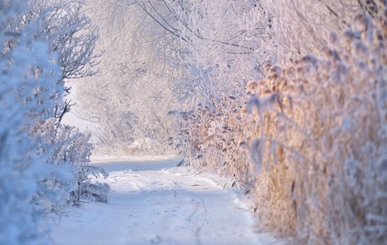 rural road covered with snow, frosted trees