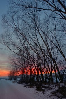 sunset with tree shadow and snow