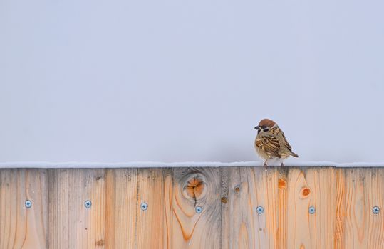 Little Sparrow on fence in winter time