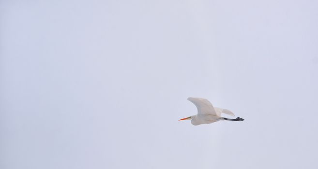 Great Egret (Ardea alba) in flight in winter time