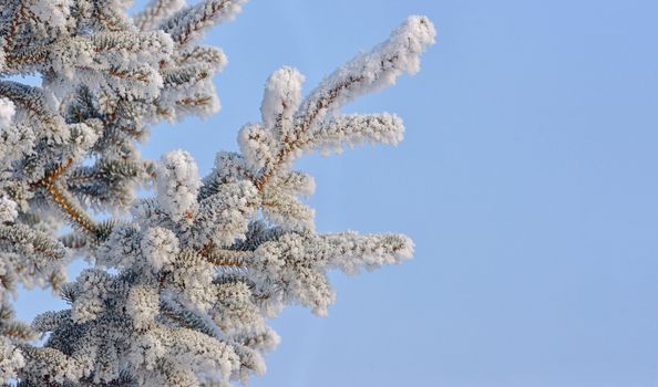 Pine tree with hoarfrost in winter forest