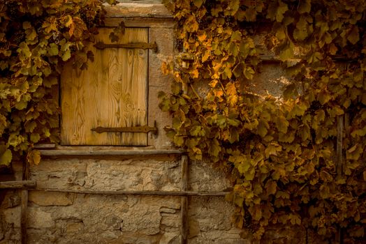 Fall scenery with rusty leaves from a grapevine, covering the stone wall of an old german house