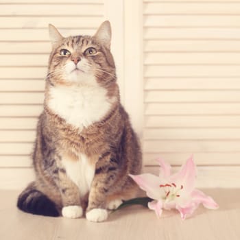 Cat with lily flower sitting on wooden background