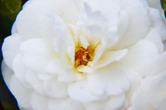 close up of white rose petals at summer