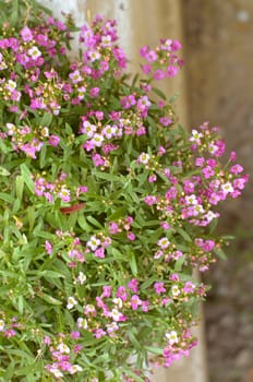 Beautiful pink flowers background at summer garden