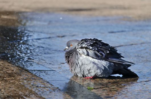 The pigeon bathed in the fountain spray, hot summer and blue sky reflected on the wet stones