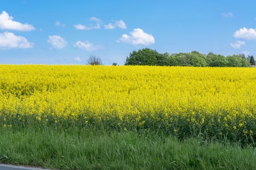Blooming canola field with beautiful blue sky in the background.
Symbolizing green energy.