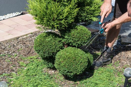 Thuja or boxwood with a hedge trimmer in form cutting