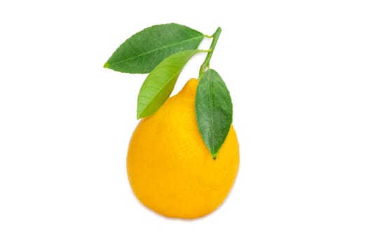 One fresh yellow lemon with twig and leaves on a light background
