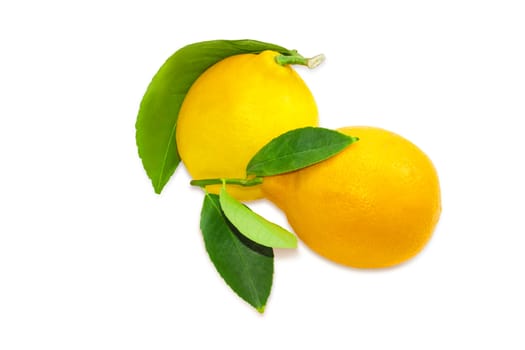 Two fresh yellow lemons with twigs and leaves on a light background
