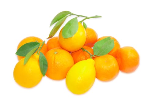 Several fresh mandarins, oranges and lemons with twigs and leaves on a light background
