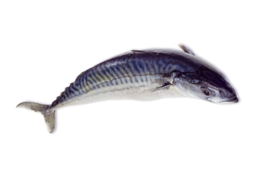 One raw uncooked atlantic mackerel closeup on a light background. Isolation.
