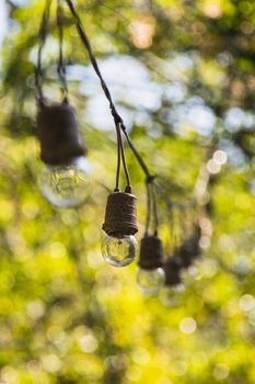 light bulbs hanging in the garden