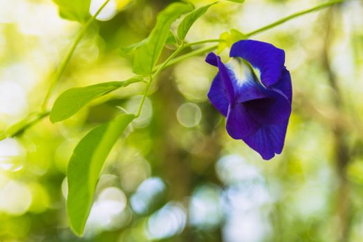 butterfly pea flower (pea flower) with selective focus