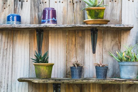 various cactus pot on wood shelf in garden