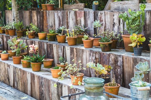 various cactus pot on wood shelf in garden