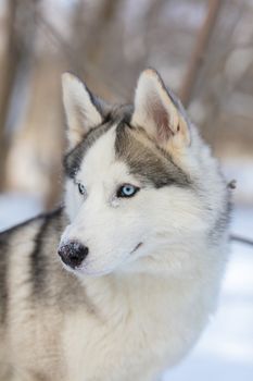 Husky dog with blue eyes walking in winter