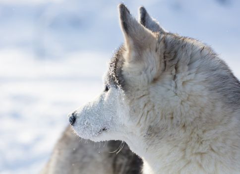 Husky puppy at snow outdoors in winter