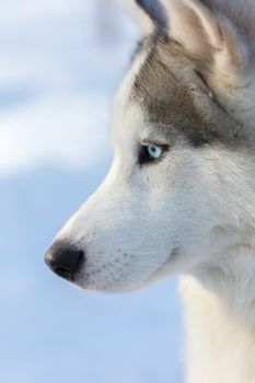 Husky portrait of a dog with blue eyes