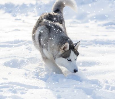 Husky dog with blue eyes walking in winter