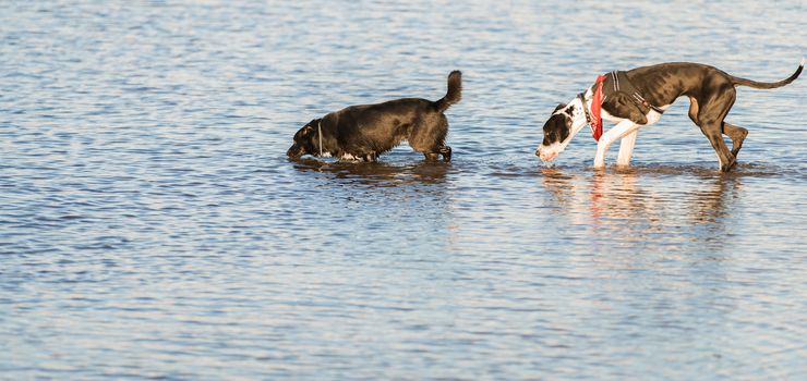 Two dogs playing on the sea shore