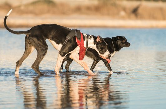 Two dogs playing on the sea shore