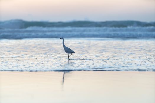 wild white heron walking through the water