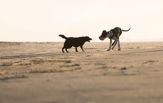 Two dogs playing on the sea shore
