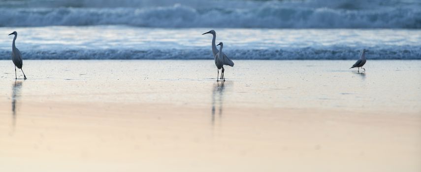 wild white herons walking through the water