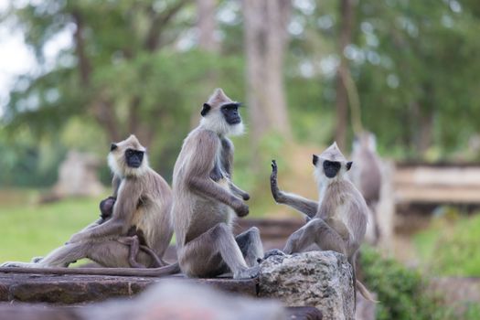 Hanuman Langur, Semnopithecus entellus, monkeys family sitting on wall, Sri Lanka.