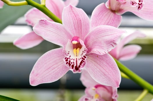 Cymbidium or boat orchid close up