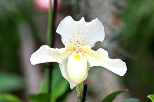 Paphiopedilum rosy down flower from orchidaceae family