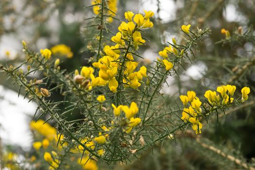 Ulex europaeus yellow flowers