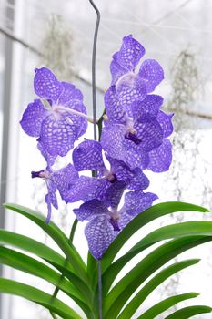 Blue coerulea or blue orchid