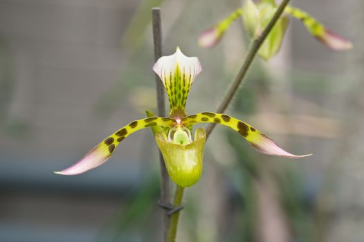 Paphiopedilum haynaldianum from orchidaceae family.