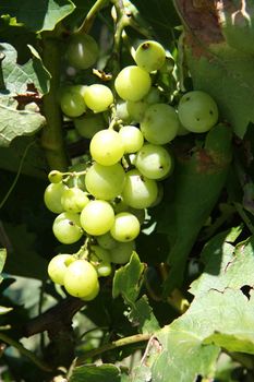 Natural green grapes without herbicides and pesticides