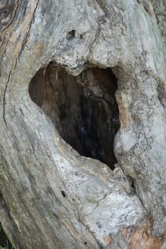 An old apple tree with a natural heart shaped hole in the old hollow tree trunk