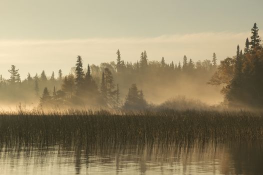 Taken at dawn this image whos shafts of sunlight shining through the fog between the camera and the conifer trees along the shoreline. The river has some reflections and reeds growing