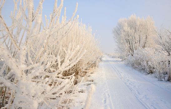 rural road covered with snow, frosted trees