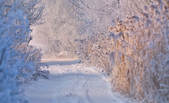 winter rural road covered with snow in sunny day